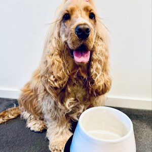 Monte & Co Luxury Handcrafted Handmade Designer Ceramic Long Eared Spaniel Bowl (White)