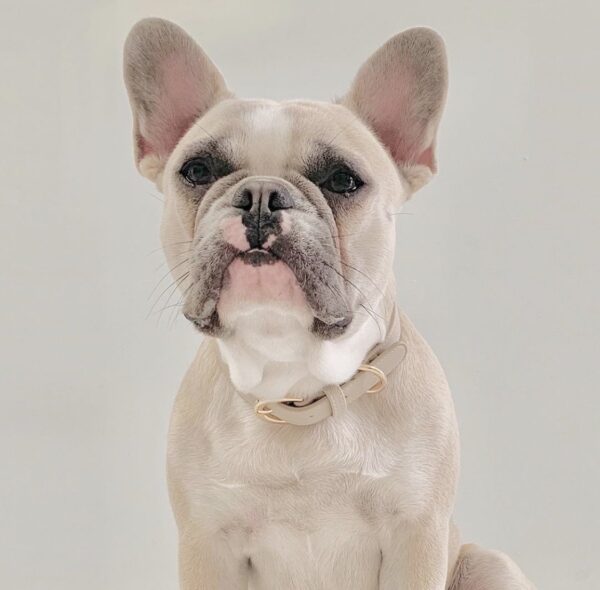 Monte & Co | Designer Dog Collar Taupe by St Argo