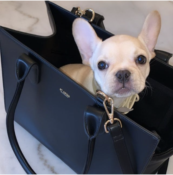 Monte & Co | Lola Black Pet Travel Bag Carrier by St Argo