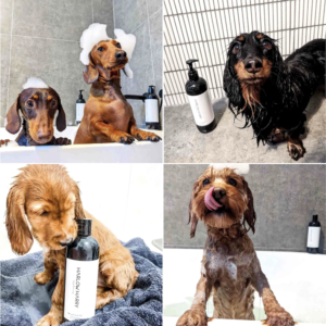 Monte & Co | 2-in-1 luxury dog shampoo by Harlow Harry Sydney | Hunter 33