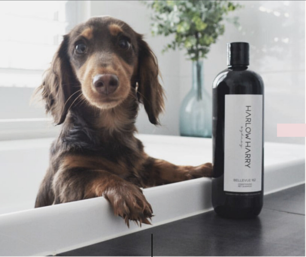 Monte & Co | Luxury Pet Conditioning Shampoo by Harlow Harry