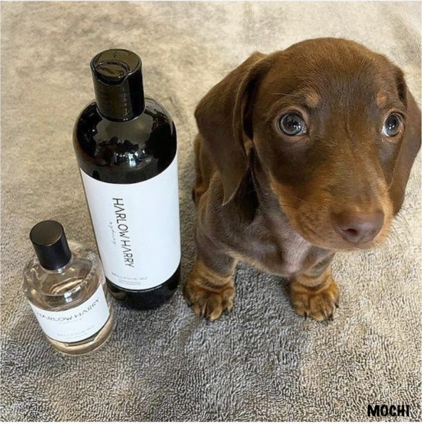 Monte & Co | The Bellevue 162 Conditioning Shampoo + Dog Perfume Set by Harlow Harry | Mochi