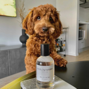 Monte & Co | Designer Luxury dog perfume by Harlow Harry | Bellevue 162