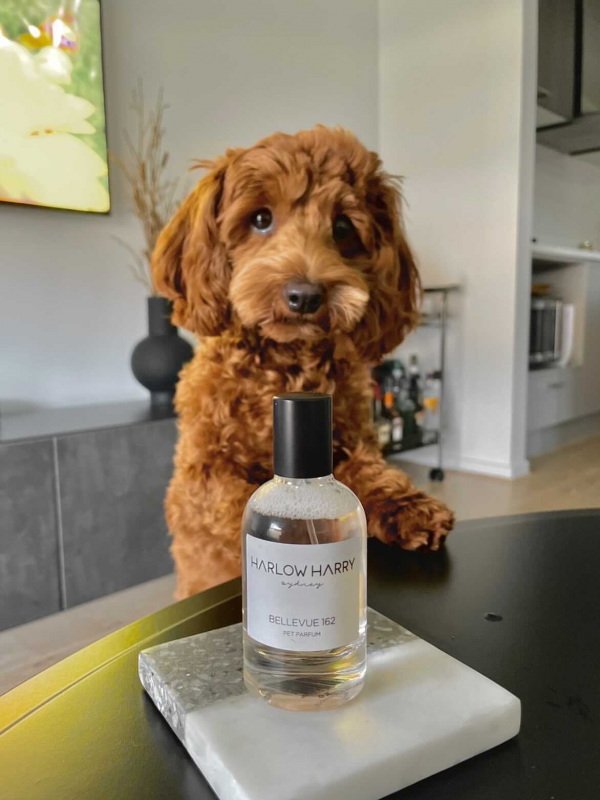 Monte & Co | Designer Luxury dog perfume by Harlow Harry | Bellevue 162