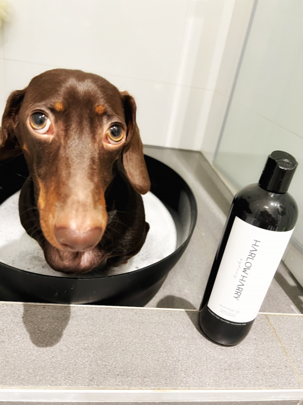 Monte & Co | Designer dog shampoo by Harlow Harry | Hunter 33
