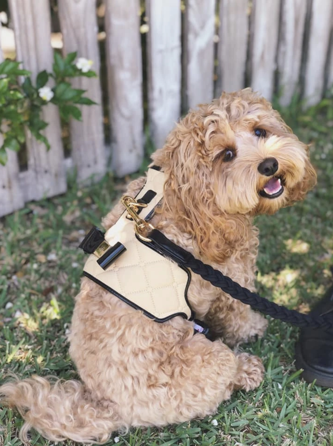 luxury dog harness