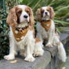 Monte & Co | Designer Scarf Dog Bandana by HGP Luxury Pet Accessories | Tarzan _ Burnt Orange