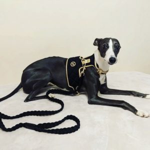 Monte & Co | Coco Midnight Black & Gold Dog Harness by HGP Luxury Pet Accessories