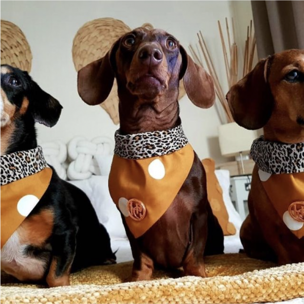 Monte & Co | Mustard Dog Cat Bandana Scarf by HGP Luxury Pet Accessories