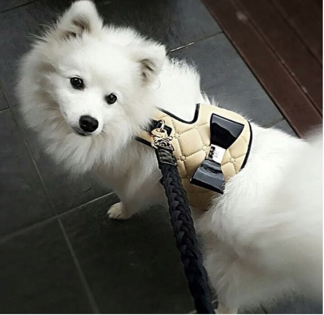 Coco' Designer Pet Harness by HGP Luxury Pet Accessories