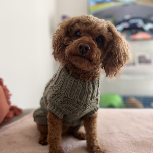 Monte & Co | Luxury French Knit Cat Designer Dog Sweater in Eucalyptus Sage Green by Huskimo Australia