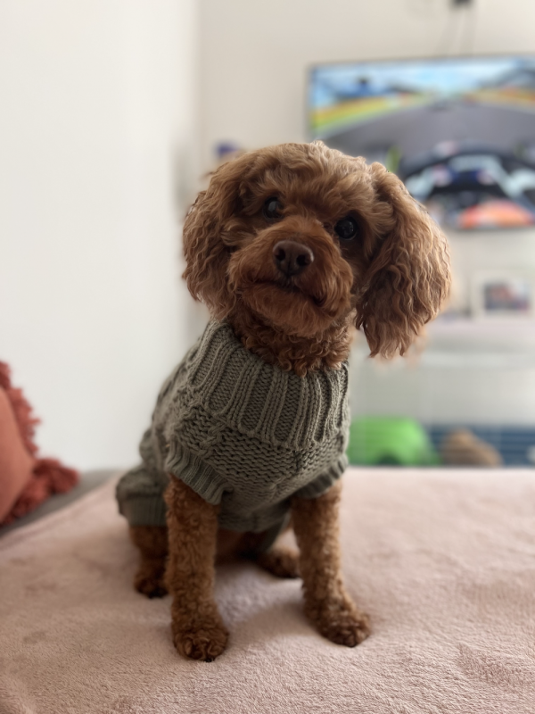 Monte & Co | Luxury French Knit Cat Designer Dog Sweater in Eucalyptus Sage Green by Huskimo Australia