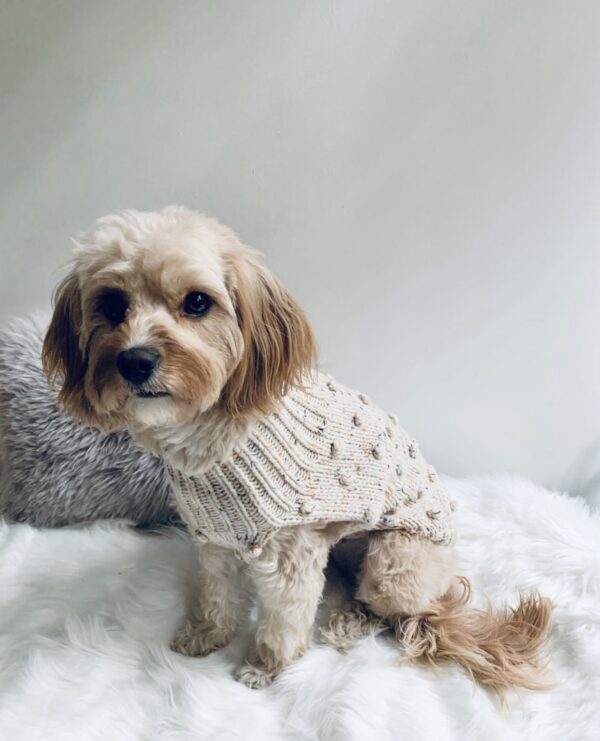 Monte & Co's curated winter collection includes the Luxury Merino Wool Bobble Chunky Knit in Oatmeal Speckle Cream by Sebastian Says, Australian designer dog brand