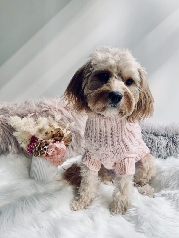 Monte & Co's curated winter collection includes the Luxury Merino Wool Cable Knit in Pale Soft Pink by Sebastian Says, Australian designer dog brand