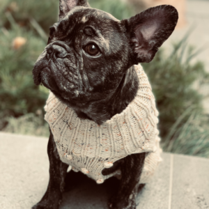 Monte & Co's curated winter collection includes the Luxury Merino Wool Bobble Chunky Knit in Oatmeal Speckle Cream by Sebastian Says, Australian designer dog brand