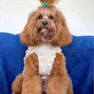 Monte & Co | Merino wool bobble chunky knit dog jumper sweater in Speckle by Sebastian Says | @kevin_the_toy_cavoodle