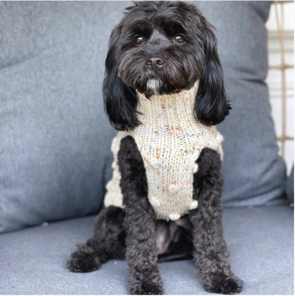 Monte & Co | Merino wool bobble chunky knit dog jumper sweater in Speckle by Sebastian Says | @toulouse.the.cavoodle