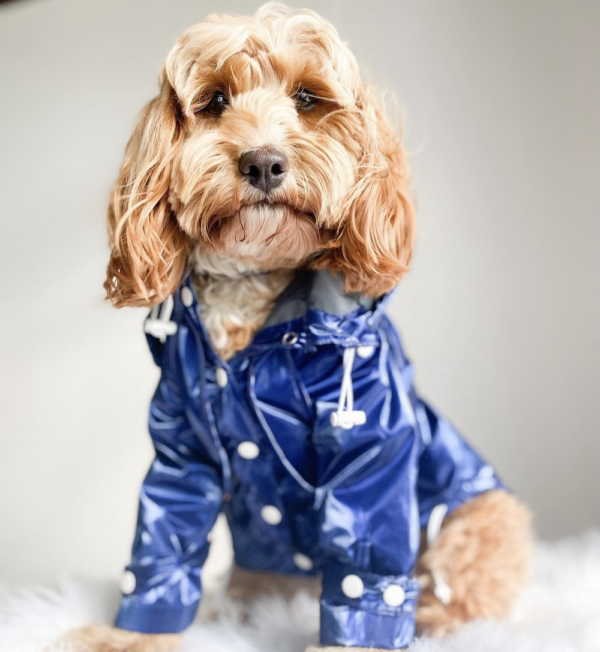 Monte & Co | Designer dog rain coat jacket trench by Sebastian Says | Shimmering Cobalt Blue