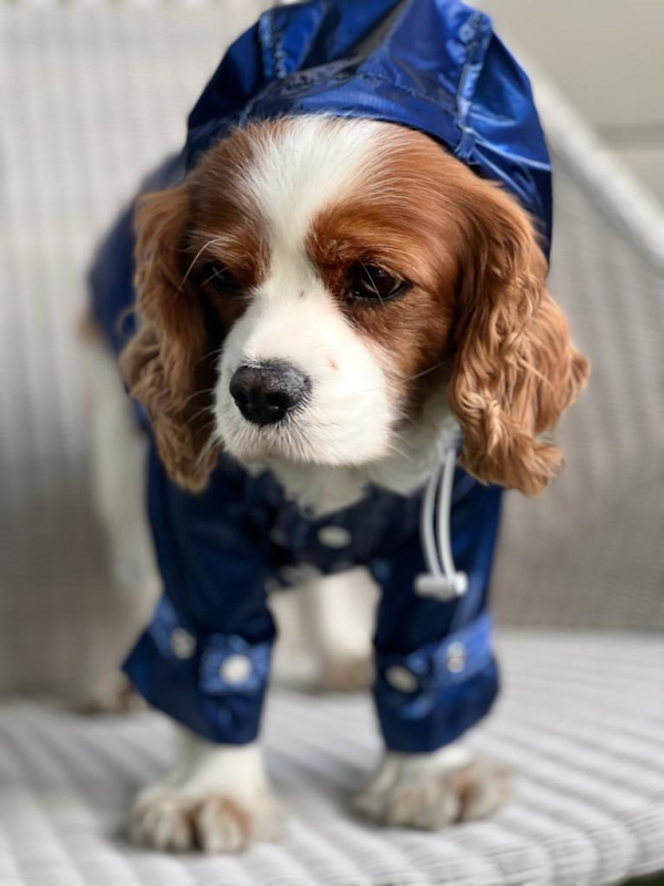 Monte & Co | Designer dog raincoat by Sebastian Says | Cobalt Blue