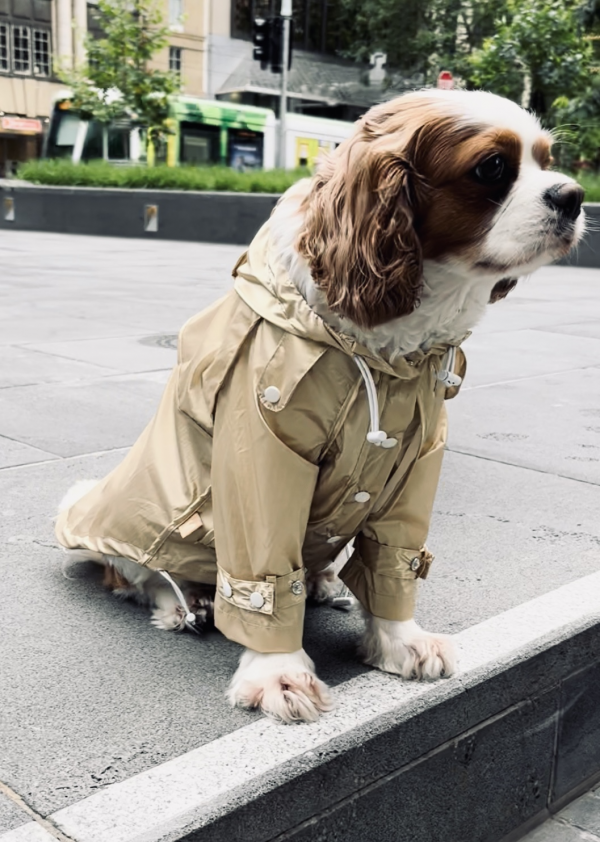 Monte & Co | Designer dog raincoat by Sebastian Says | Sheer Gold