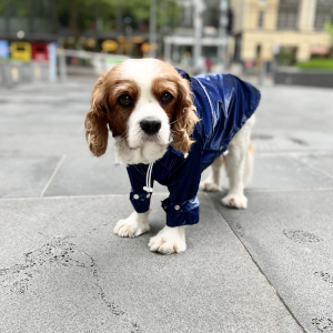 Monte & Co | Designer dog raincoat trench by Sebastian Says | Cobalt Blue