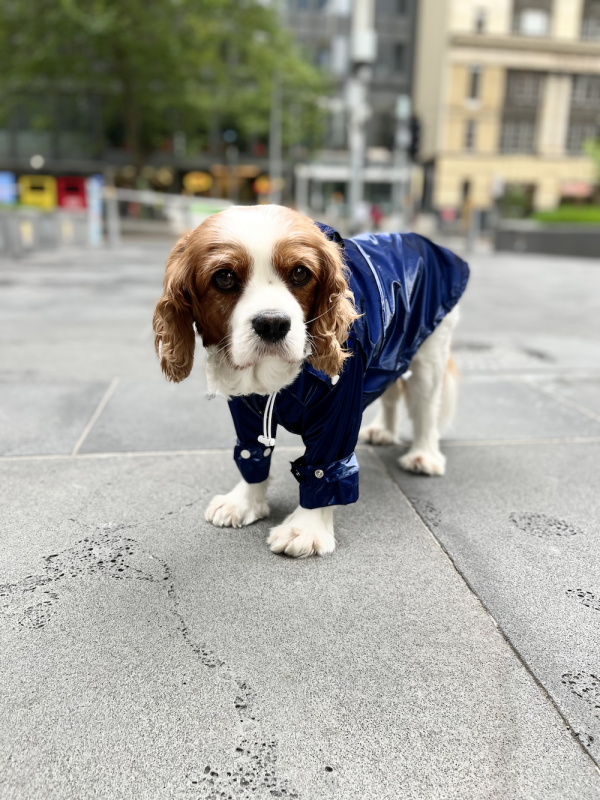 Monte & Co | Designer dog raincoat trench by Sebastian Says | Cobalt Blue