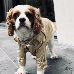 Monte & Co | Designer dog raincoat trench by Sebastian Says | Sheer Gold
