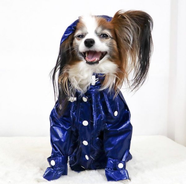 Monte & Co | Designer dog raincoat trench coat by Sebastian Says | Cobalt Blue (Lifestyle)