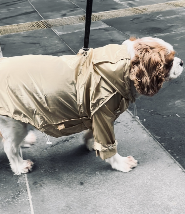 Monte & Co | Designer dog raincoat trench style by Sebastian Says | Gold