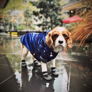 Monte & Co | Designer trench style rain coat jacket in cobalt blue by Sebastian Says