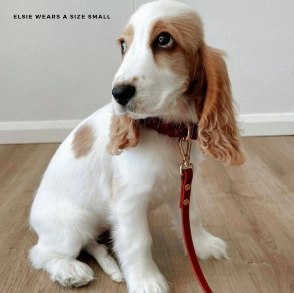 Monte & Co | Designer Dog Cat Collar Walk Set by St Argo | Rich Ruby Red
