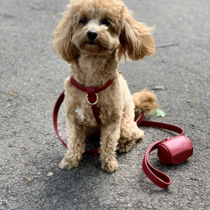 Monte & Co | Designer Dog Harness Walk Set in Ruby Red by St Argo