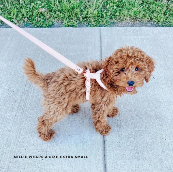 Monte & Co | Designer Dog Harness by St Argo | Pale Pink