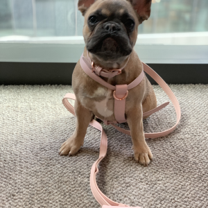 Monte & Co | Designer dog cat harness & collar walk set in pale pink by St Argo