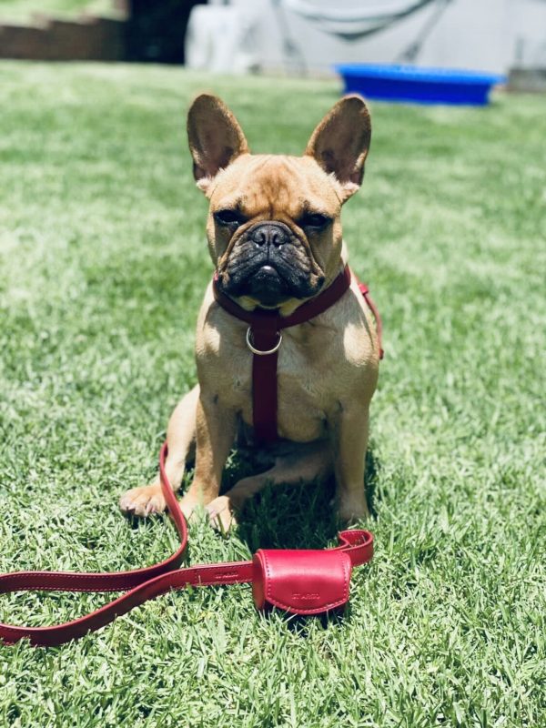 Monte & Co | Luxury Designer dog harness walk set by St Argo | Ruby Red