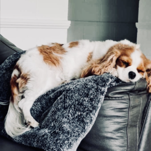 SupaDry Luxe Waterproof Indoor:Outdoor Picnic Travel Dog Blanket by Snooza Pets Australia