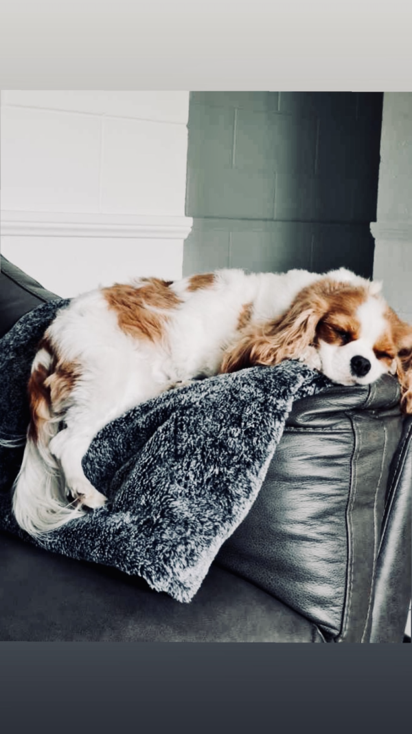 SupaDry Luxe Waterproof Indoor:Outdoor Picnic Travel Dog Blanket by Snooza Pets Australia