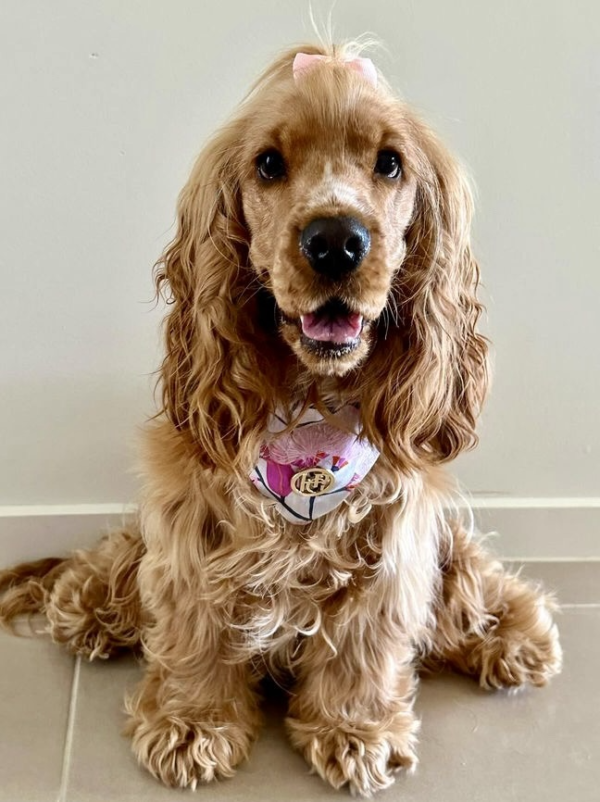 Monte & Co | Designer pet dog cat bandana scarf by HGP Luxury Pet Accessories | The Pink Australiana Print