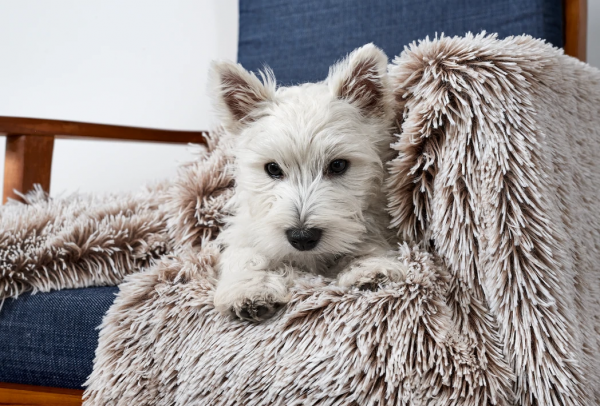 Monte & Co | Luxury Calming Cuddler Blanket by Snooza Pets Australia | Shimmering Mink