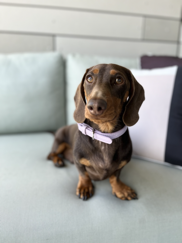 Monte & Co's latest colour crush - lilac. Now available in the Designer Dog Collar by St Argo Melbourne
