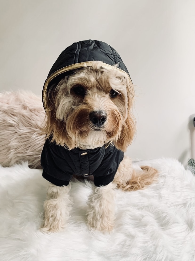 Gangsta' Street Couture Dog Puffer Jacket by HUSKIMO AUSTRALIA