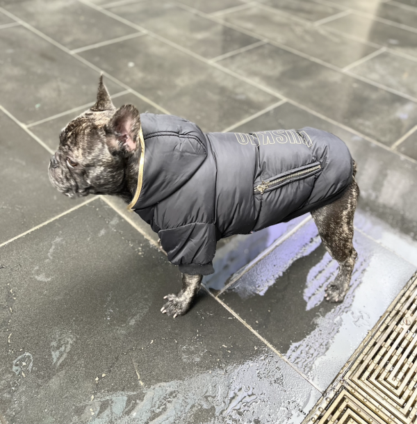 Monte & Co | Gangsta Street Couture Designer Black Winter Puffer Dog Cat Pet Jacket by HUSKIMO AUSTRALIA | Black:Gold (Side Profile)