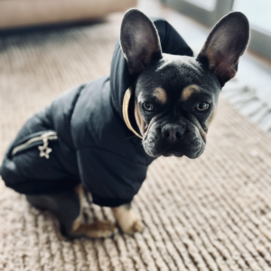 Monte & Co | Gangsta Street Couture Designer Black Winter Puffer Dog Jacket by HUSKIMO AUSTRALIA | Black and Gold