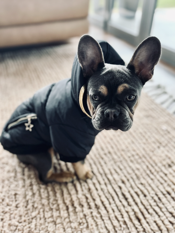 Monte & Co | Gangsta Street Couture Designer Black Winter Puffer Dog Jacket by HUSKIMO AUSTRALIA | Black and Gold