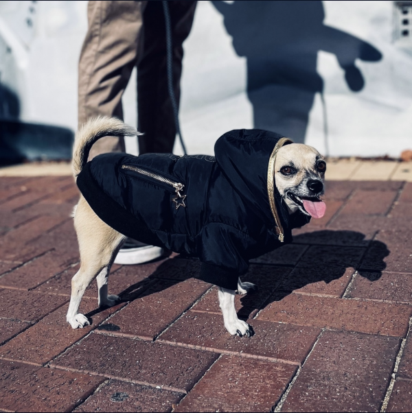 Monte & Co | Gangsta Street Couture Dog Fashion Jacket by Huskimo Australia