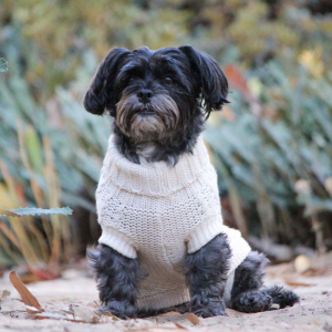 Monte & Co | Luxury French Knit Dog Sweater in Ivory White Cream by Huskimo Australia