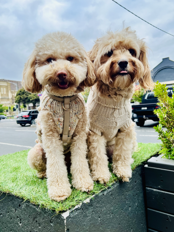 Monte & Co | Luxury dog chunky knit sweaters jumpers in natural off white ivory by Huskimo Australia and Sebastian Says