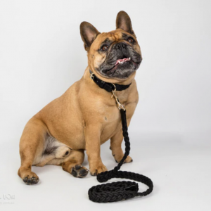 Monte & Co | Plaited Designer Black Pet Cat Dog Collar and Lead Walk Set by HGP Luxury Pet Accessories