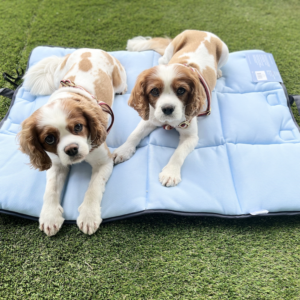 Monte & Co | Luxury Dog Cooling Mat and Picnic Mat by Snooza Pets Australia