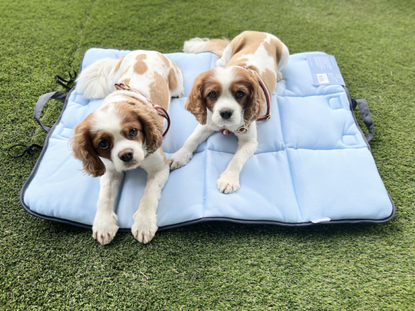 Monte & Co | Luxury Dog Cooling Mat and Picnic Mat by Snooza Pets Australia
